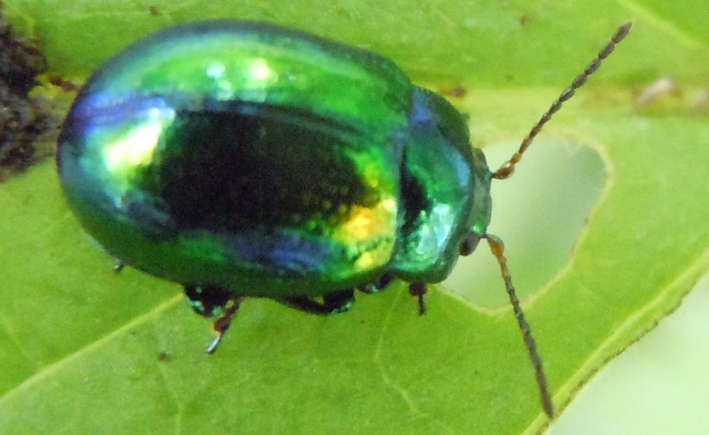 Chrysolina herbacea?